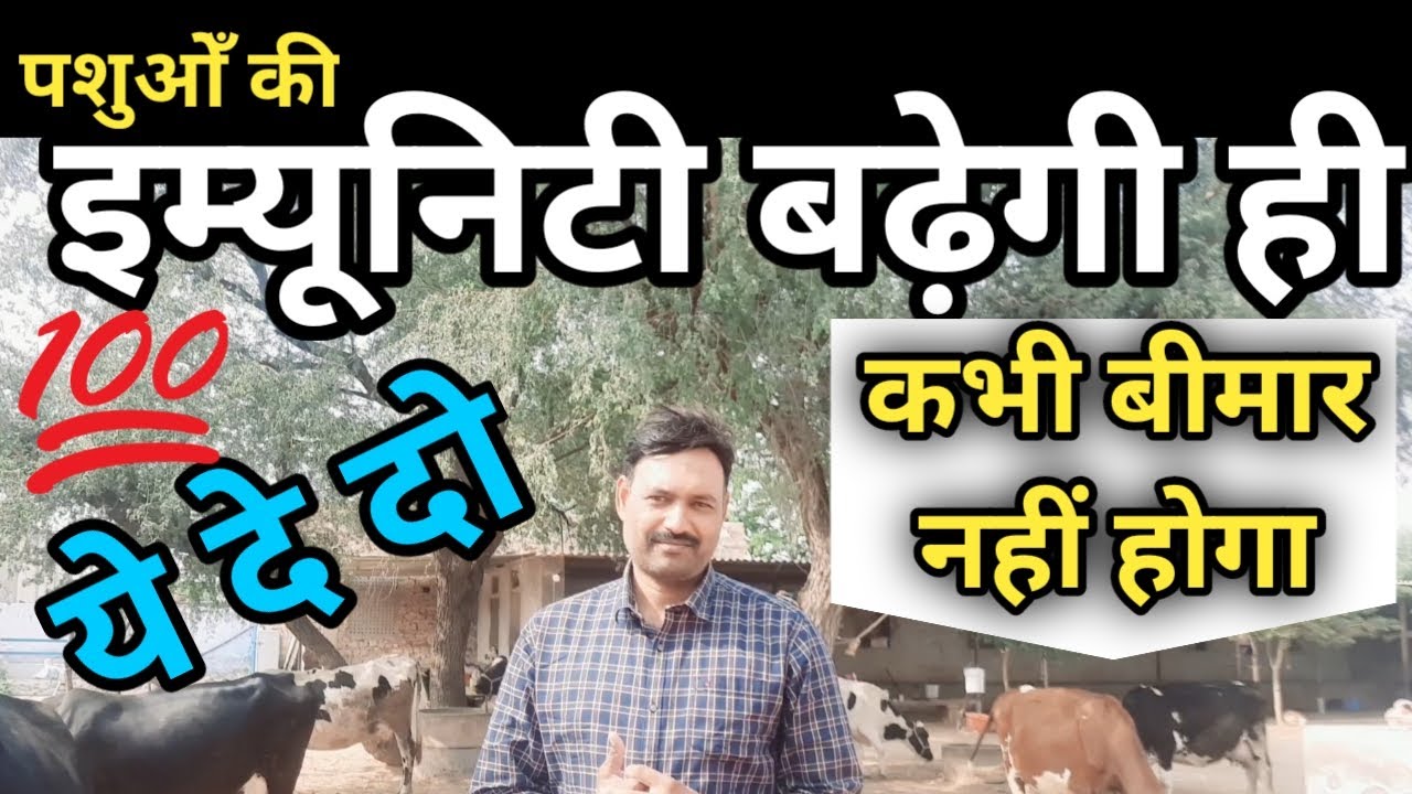 Improve buffalo cow immunity पशु की रोग प्रतिरोधक क्षमता ऐसे बढ़ाए