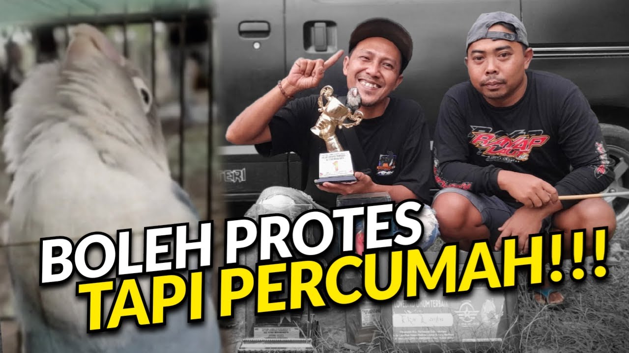 RICUH EKOR LEMBU JUARA DI KELAS UTAMA KENA PROTES ?.#rhnsalatiga #ljbirdcontest#nocontent
