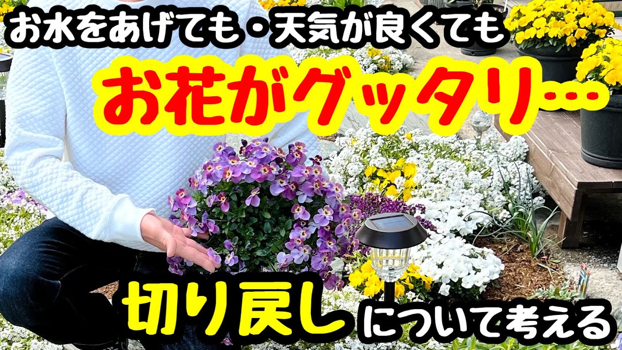 ◆パンジー＆ビオラの『切り戻し』お花がグッタリ…