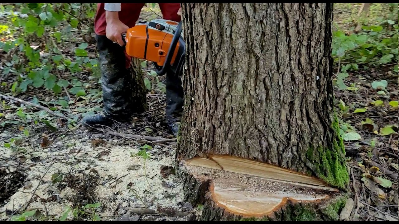 Stihl MS 661 - czy przypadkiem nie jest za duży na polskie lasy?