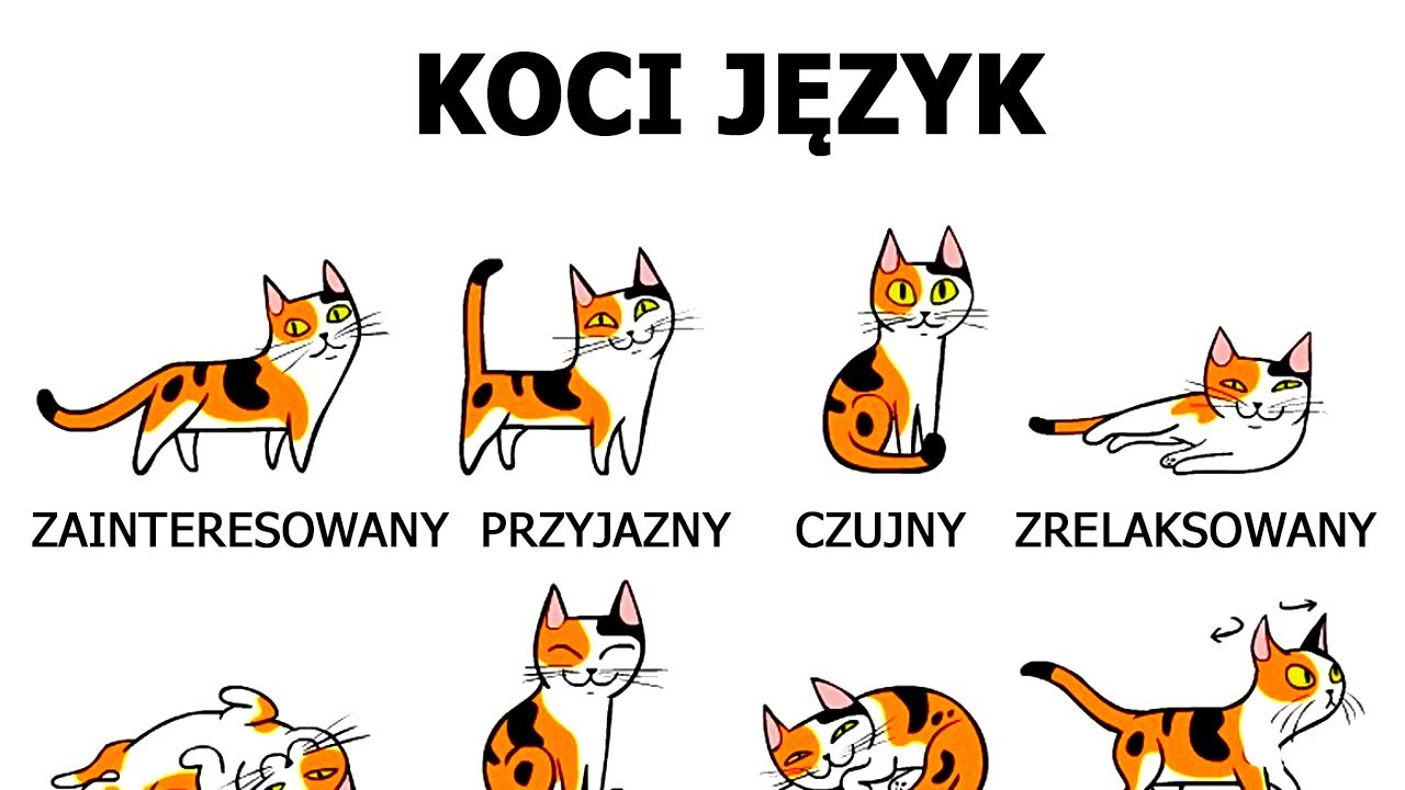 Jak lepiej zrozumieć swojego kota