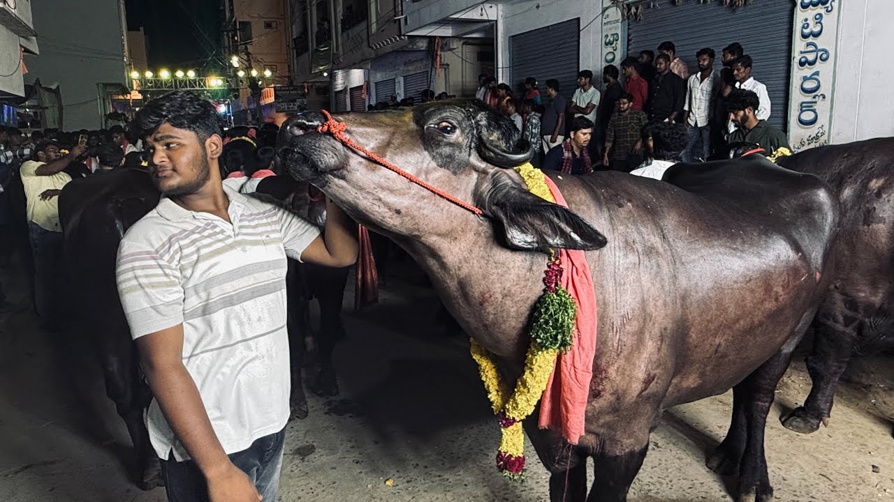 Diwali and sadar 2024 🪔🐃