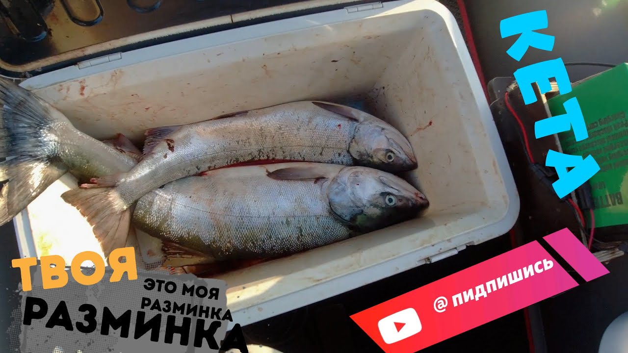 РЫБАЛКА, КЕТА,🐟🔥 ПРИМОРСКИЙ КРАЙ 30.09.25. НАХОДКА.