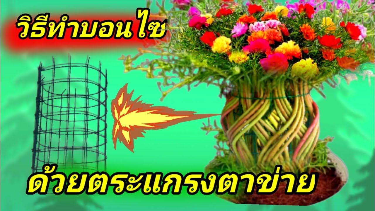 วิธีทำบอนไซแจกันคุณนายตื่นสาย แพรเซี่ยงไฮ้ด้วยตะแกรงเหล็กหุ้มพลาสติก