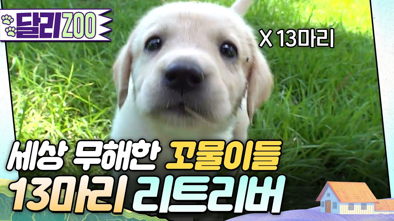 [🐕#달리ZOO] 화면에서 꼬순내가 나요...🐶 바라만 봐도 웃음이 절로 나는 13꼬물이들 #TV동물농장 #달리 #DALI