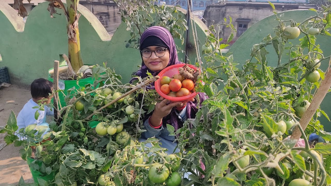 ছাদ বাগান থেকে টাটকা টমেটো এবং আদা হারভেস্টিং।🍅@greenfriends8901@GardeningismyPassion@mousumi.mondal