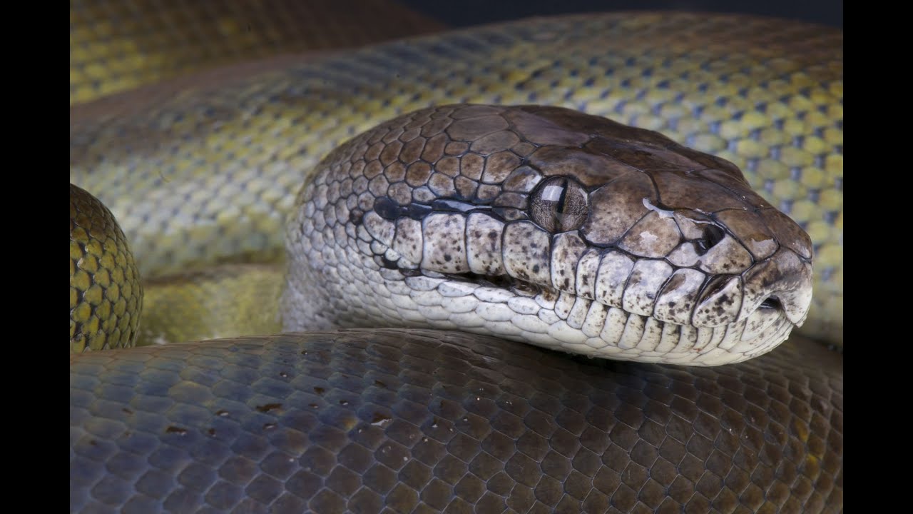 Snake farm is interesting...