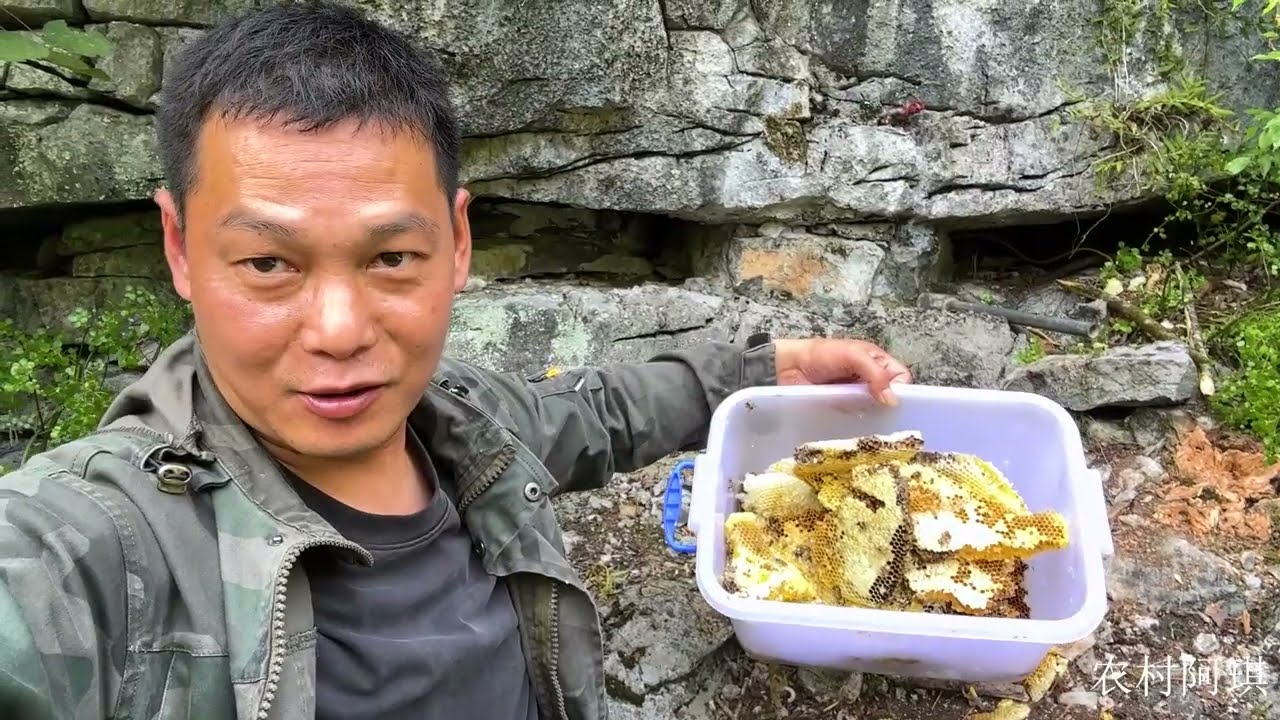 高山上挖野蜂蜜，阿琪一窝就搞到八九斤，这收获爽歪歪了