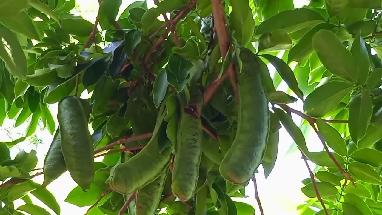 &Aacute;RBOL DE PATERNA  O CHALAHUITE