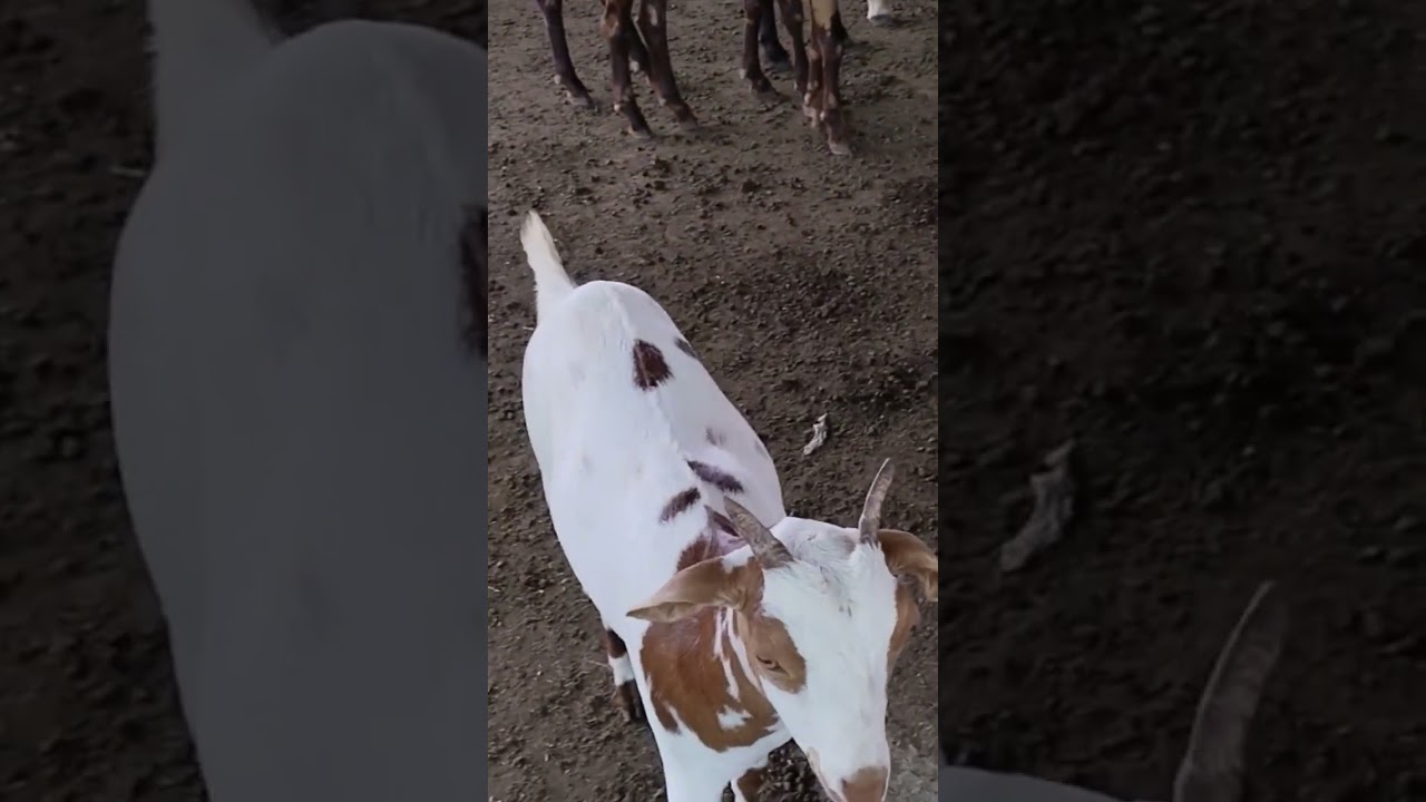 mathura Goat Farm update