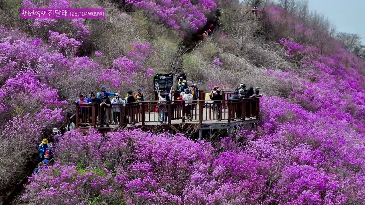 창원시 천주산 진달래 2025.04.09