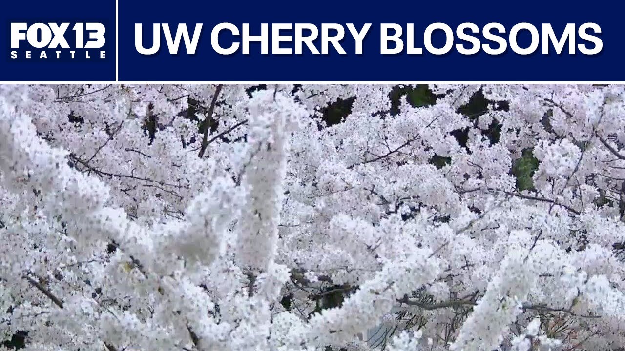 UW cherry blossoms in peak bloom | FOX 13 Seattle