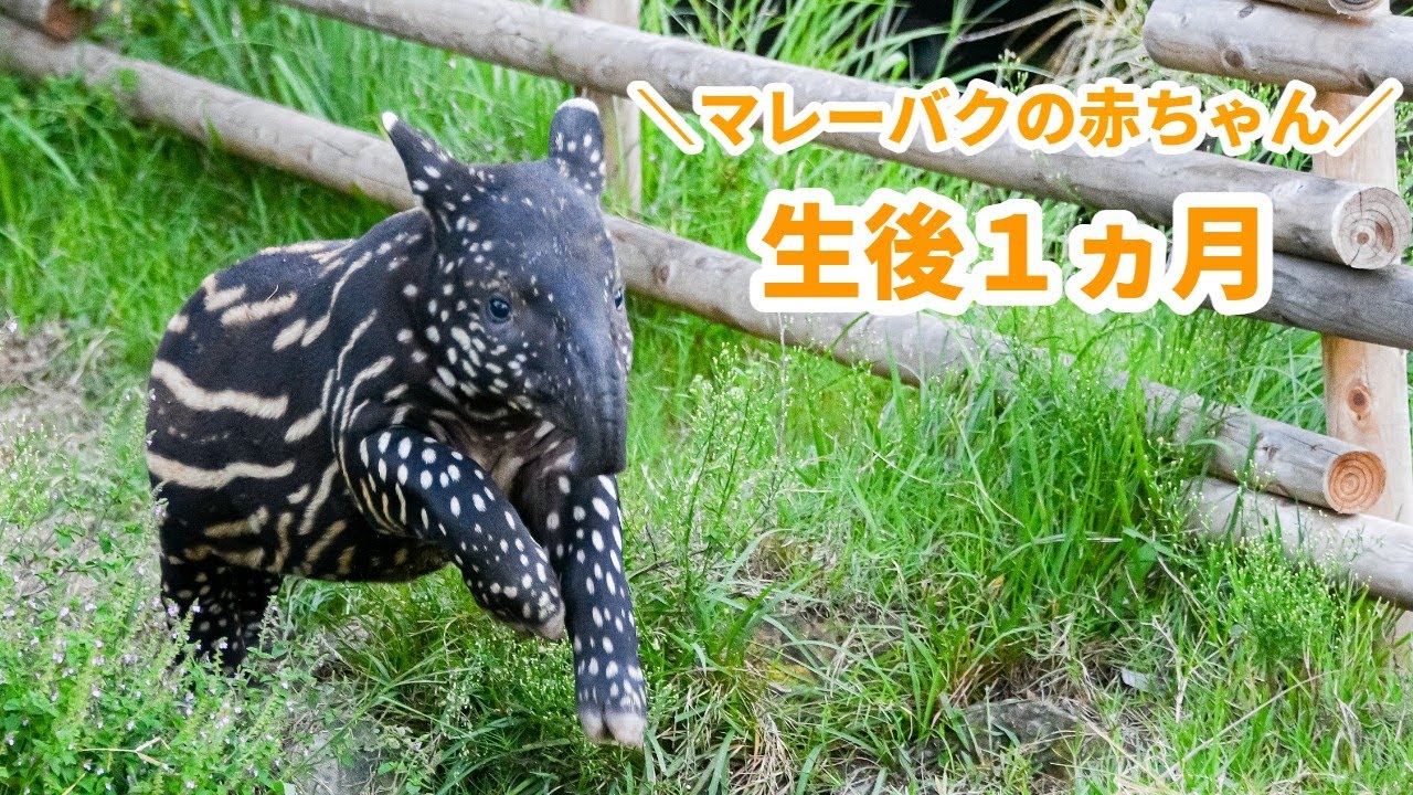 マレーバクの赤ちゃん　祝！生後1ヵ月