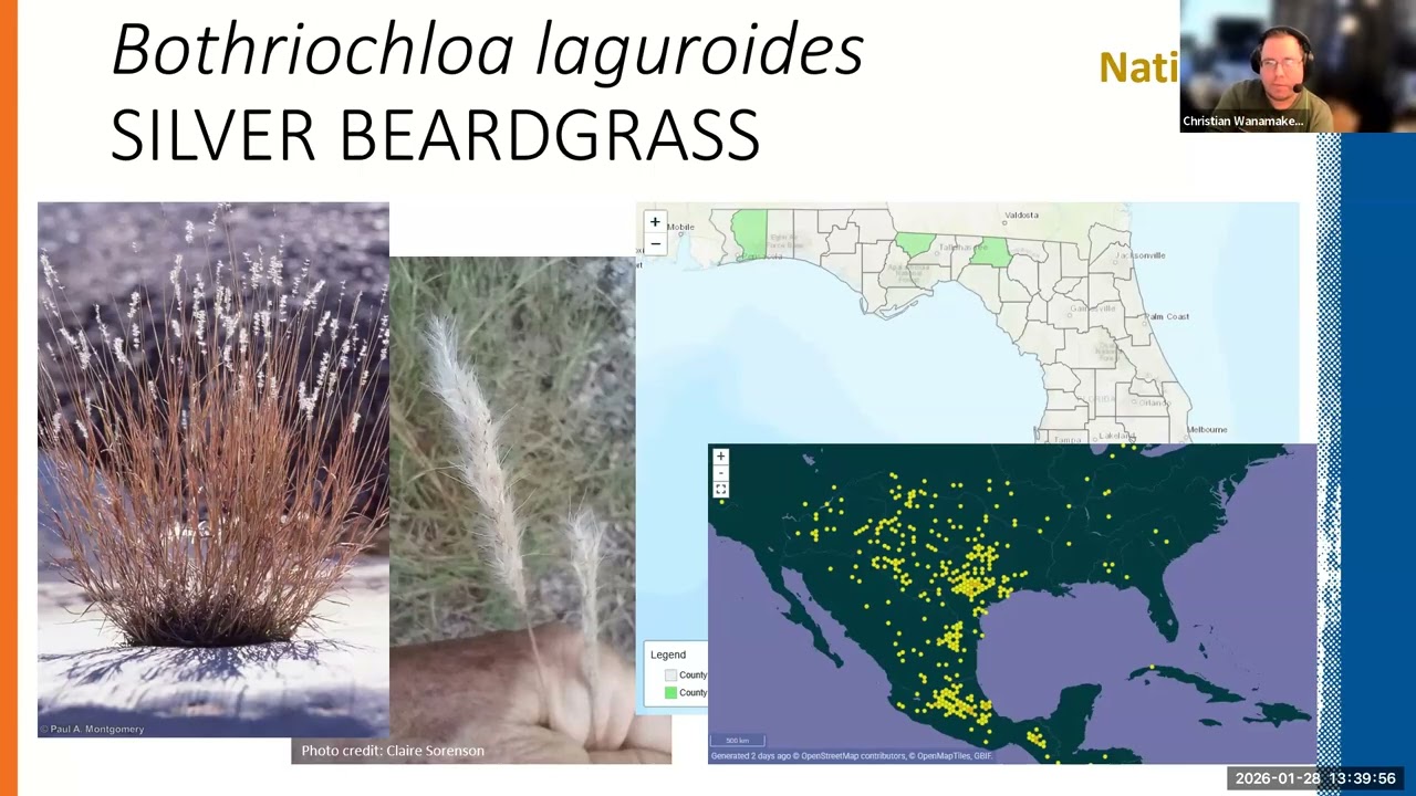 Bothriochloa spp. Listing and Updates