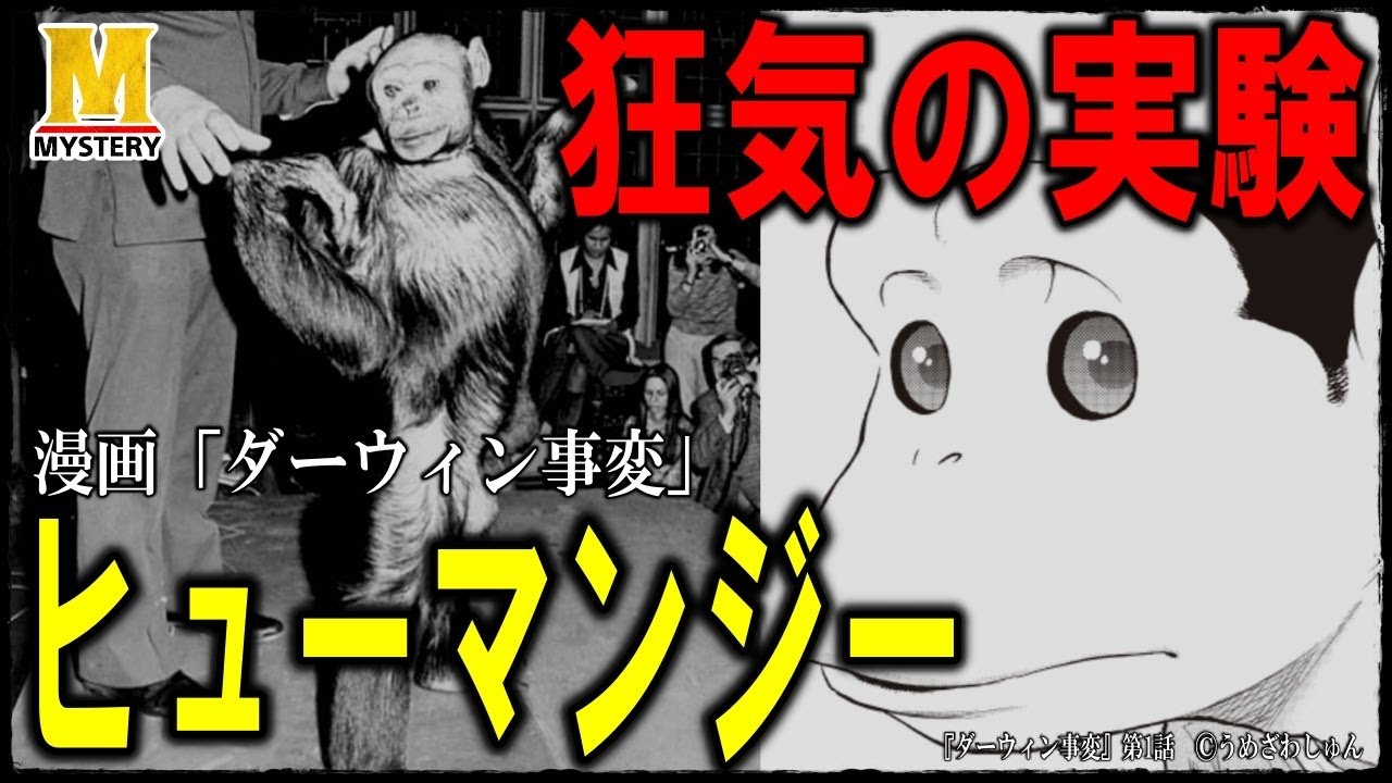 人間×チンパンジー＝「ヒューマンジー」！実在した狂気の実験【ダーウィン事変】
