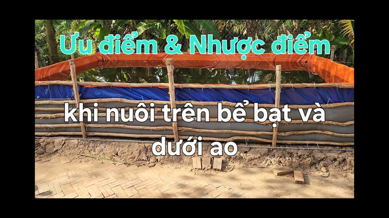 Nuôi Cá Trên Bể Bạt - Ưu điểm và nhược điểm khi nuôi cá trên bể bạt