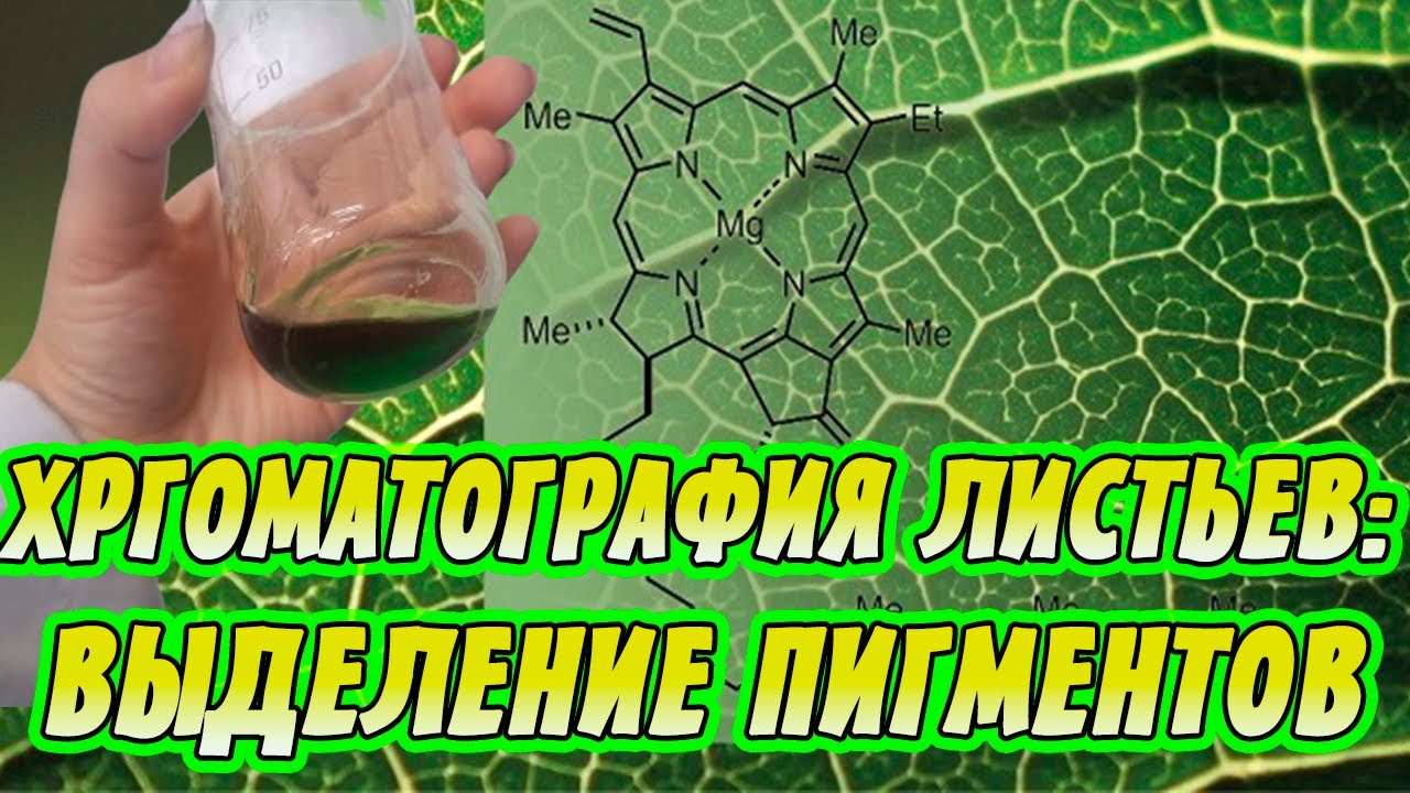 Разделение Пигментов ЛИСТИКА : Бумажная Хроматография В Домашних Условиях!