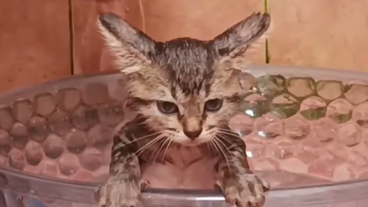 ternyata bukan main main‼️bikin merinding dan menyesal seumur hidup !! kemana arwah kucing