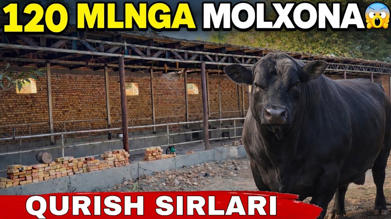 MOLXONA QURISH SIRLARI 0 dan✅12 марта 2026 г.