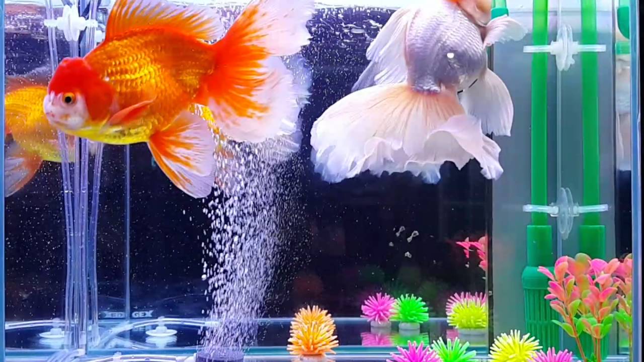 Goldfish / koki oranda red and white
