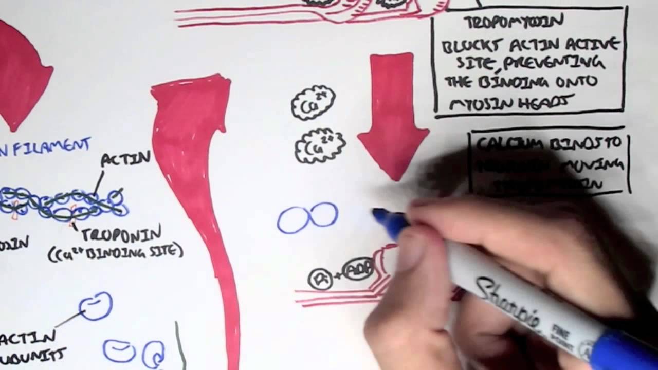 Myology - Skeletal Muscle (Sarcomere, Myosin and Actin)