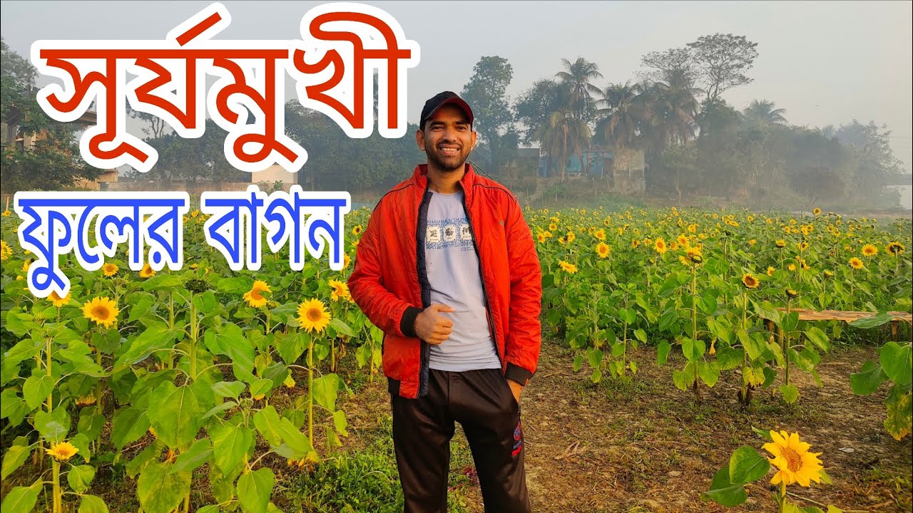 সূর্যমুখী বাগান || Sunflower garden 