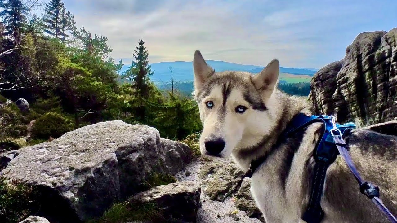 Góry Stołowe z psem husky!