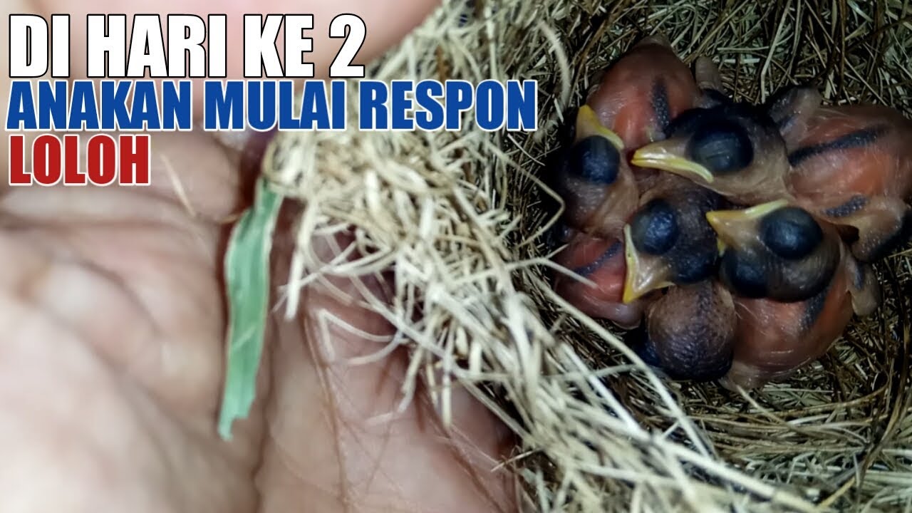 CARA MERAWAT DAN MELOLOH ANAKAN CIBLEK SAWAH YANG MASIH CINDILAN DI HARI KE 2 AGAR TETAP HIDUP