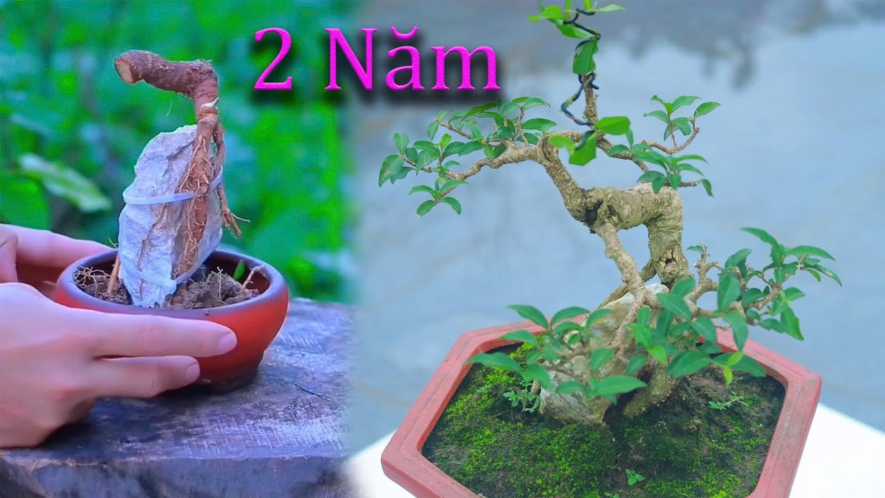 2 năm l&agrave;m c&acirc;y Hồng Ngọc Mai &ocirc;m đ&aacute; từ c&acirc;y con nh&igrave;n m&agrave; m&ecirc;