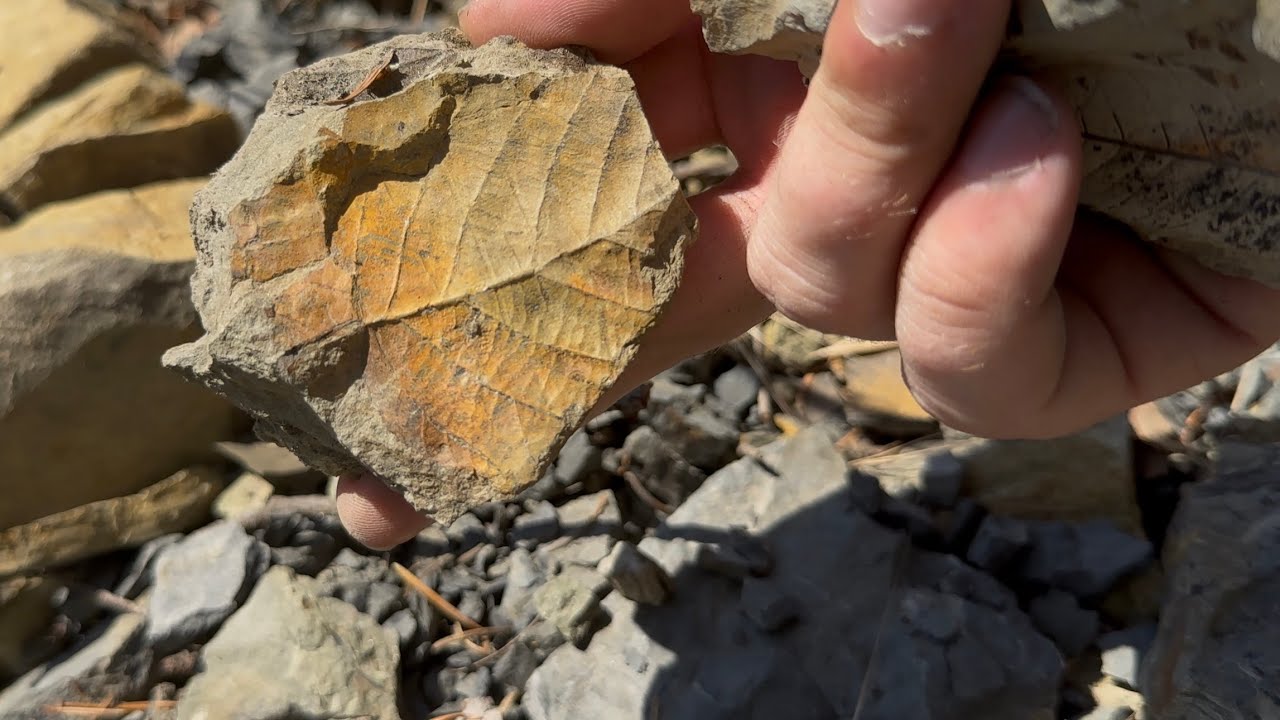 Sidetracked Adventures EP. 3- Fossil Hunting Chuckanut Drive