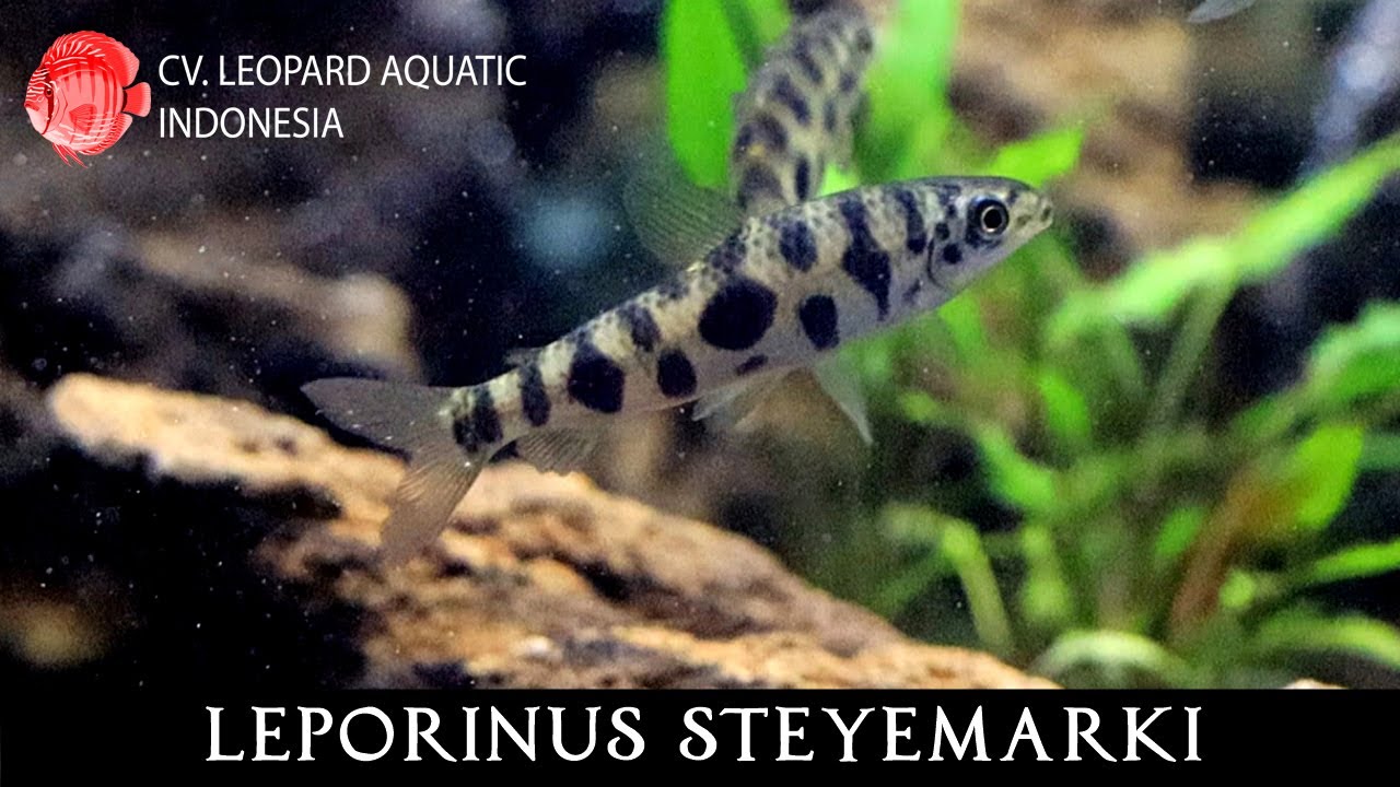 Leporinus steyemarki. The GREY Leporinus! (Leopard Aquatic C096A)