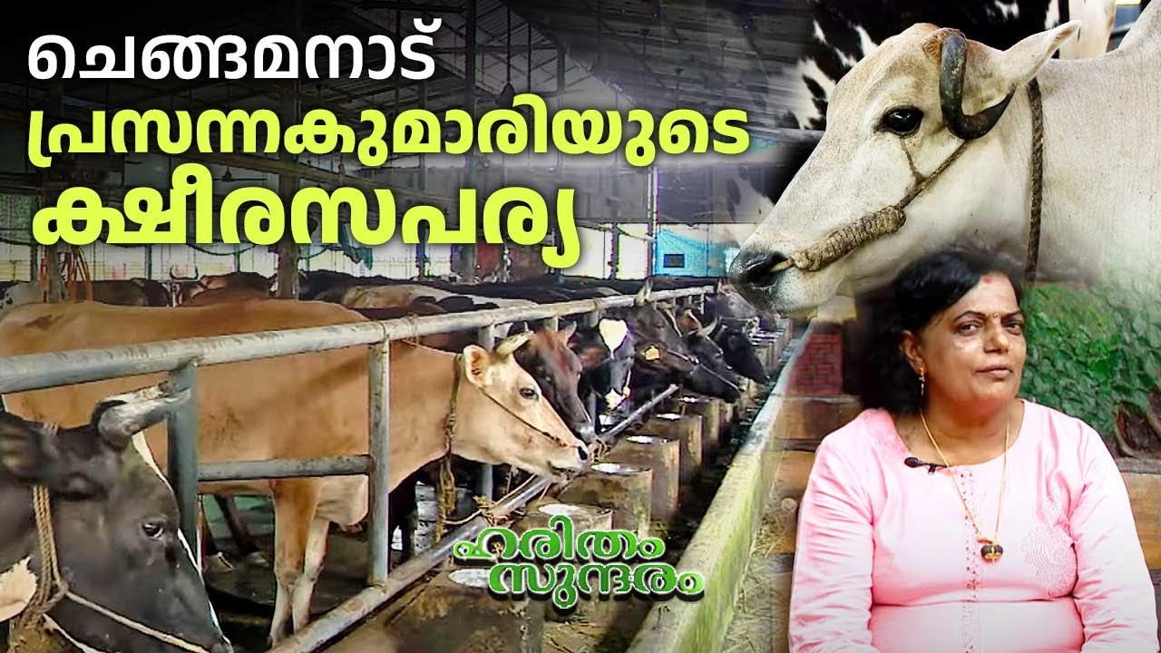ഒരു ഗ്രാമത്തെയാകെ പാൽ കുടിപ്പിക്കുവാൻ ഉപാസന ഡയറി ഫാം | Upasana Dairy Farm | Haritham Sundaram 496