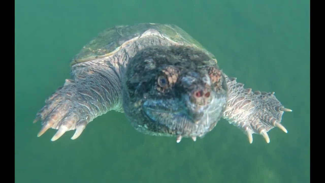 Playing Tag with a Snapping Turtle