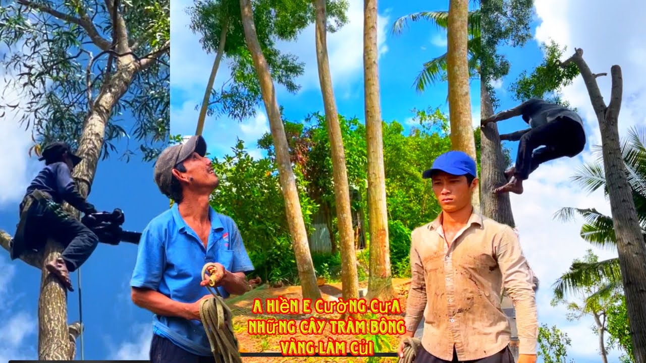 Chủ Nhà nhờ gấp A Hiền E Cường Cưa những cây Tràm Bông vàng để làm gì 