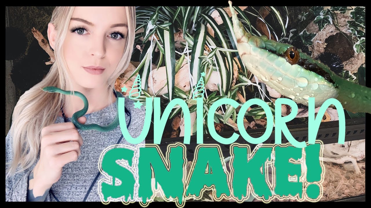 Unicorn Snake (Rhino Rat Snake) SETUP!