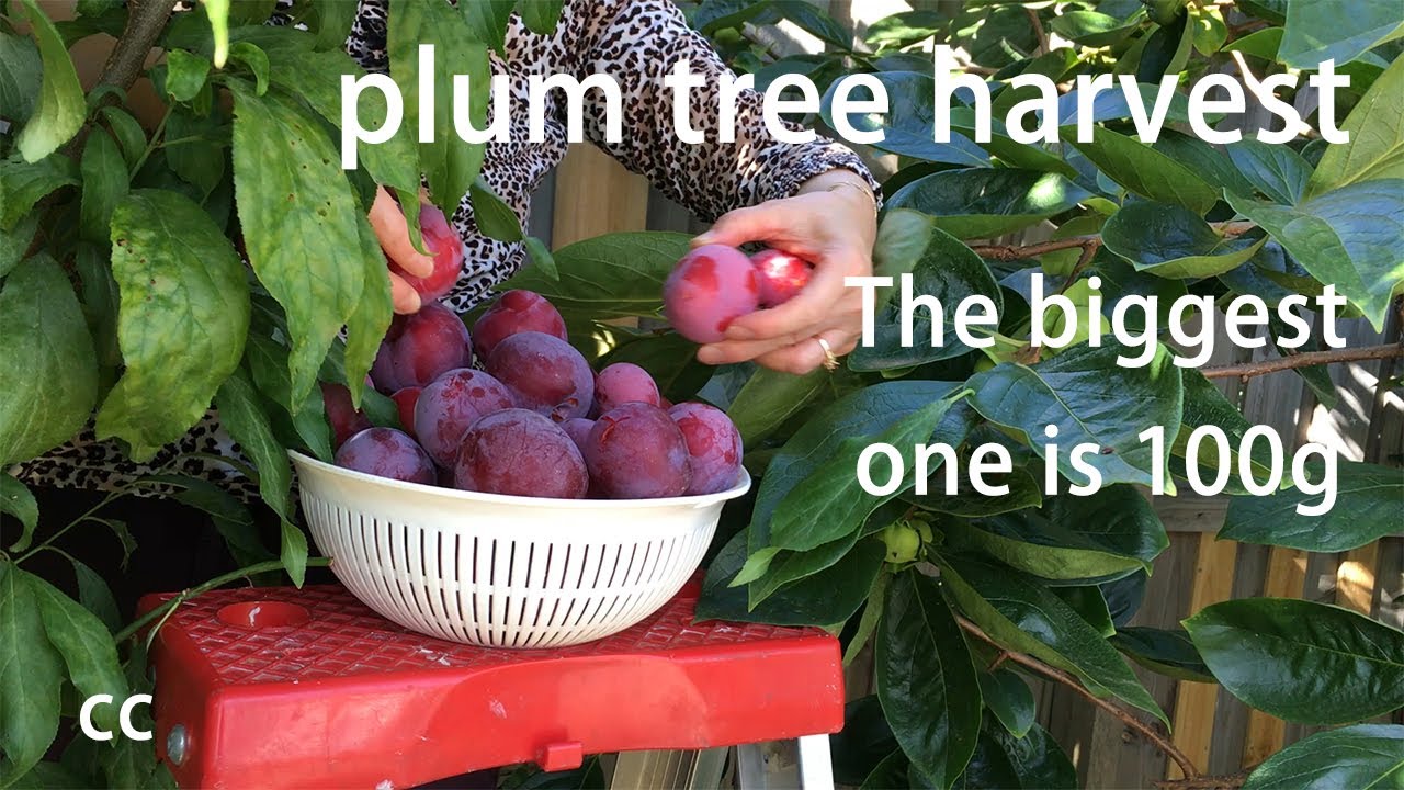 Home garden,  Harvesting Plum Trees  plum varieties are Santa rosa