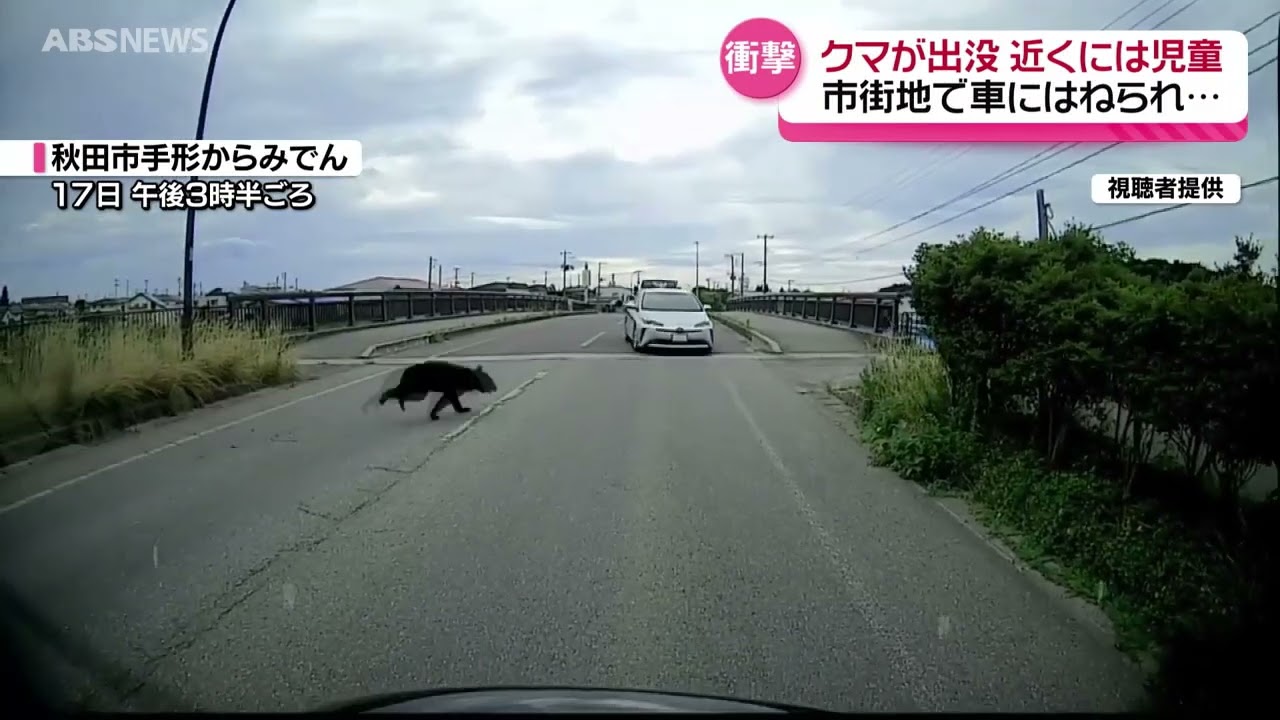 衝撃映像！市街地でクマが車に衝突し逃走
