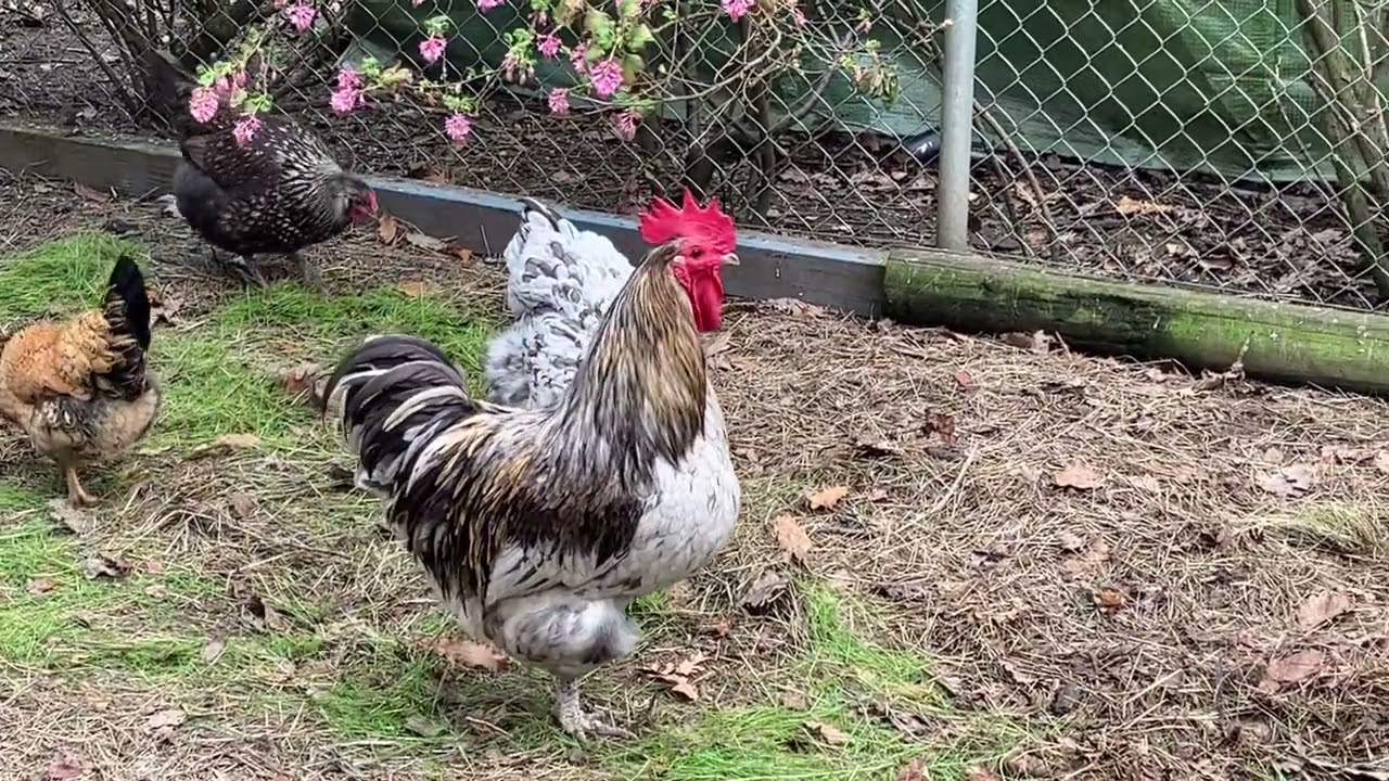 Big grey rooster in chicken yard. 5th Aug 2023.