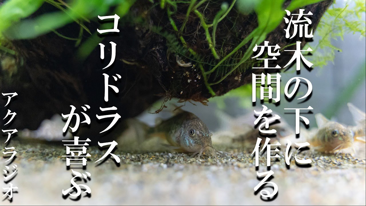 【アクアリウムラジオ】流木レイアウトでもコリドラスのために床面積を増やそう