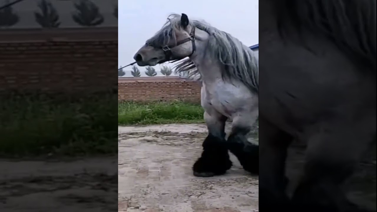 Maior cavalo do mundo