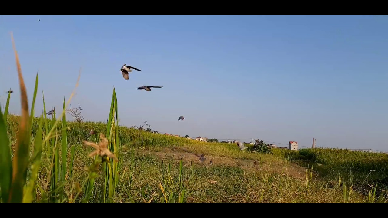Cân canh bây ngói 2019