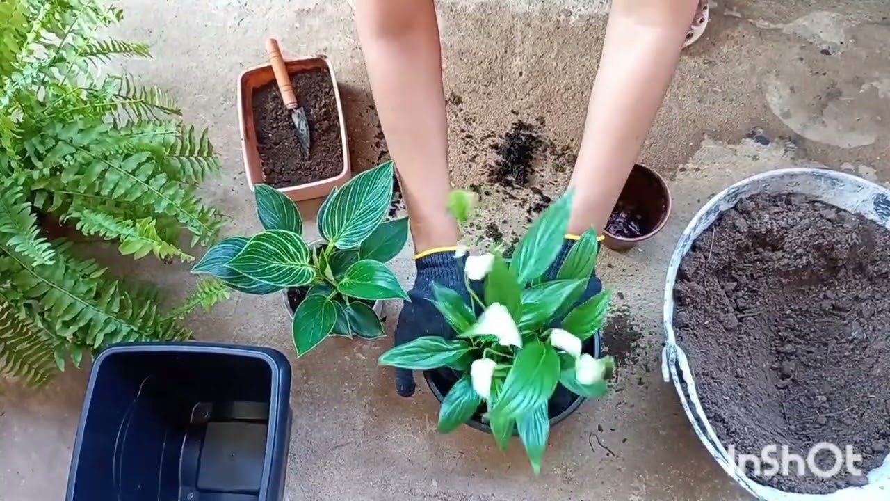Chegou a hora de replantar algumas plantinhas 