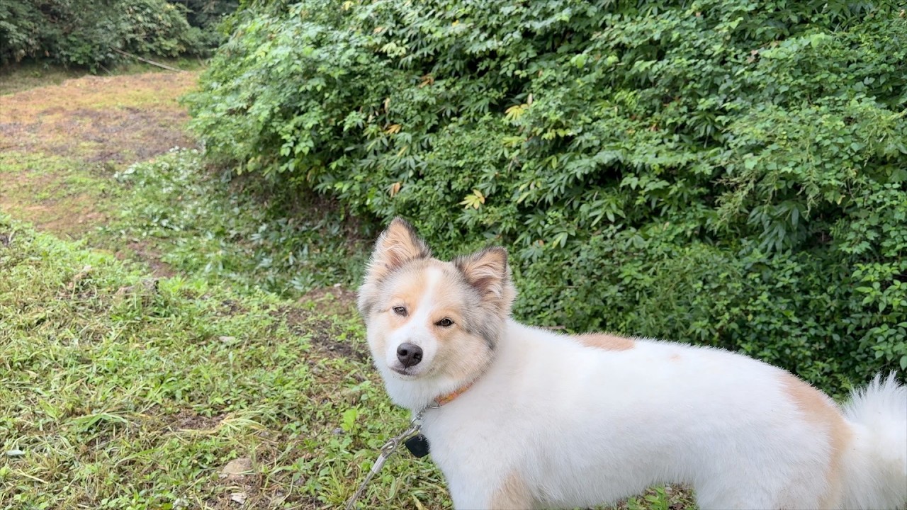 愛犬・愛猫が野生動物と触れ合った結果・・・