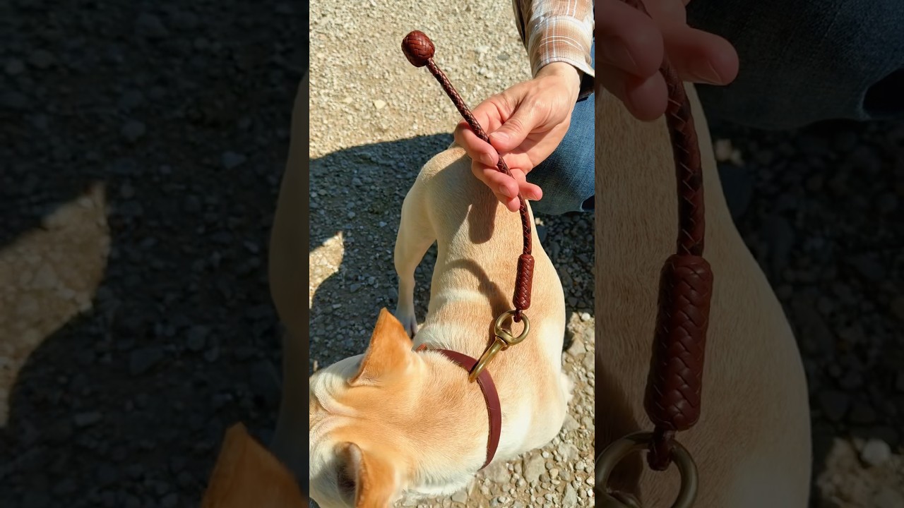 Leather Dog Leash or Training Tab/Traffic Handle #leatherwork #diy  #leathercraft #leathercrafting