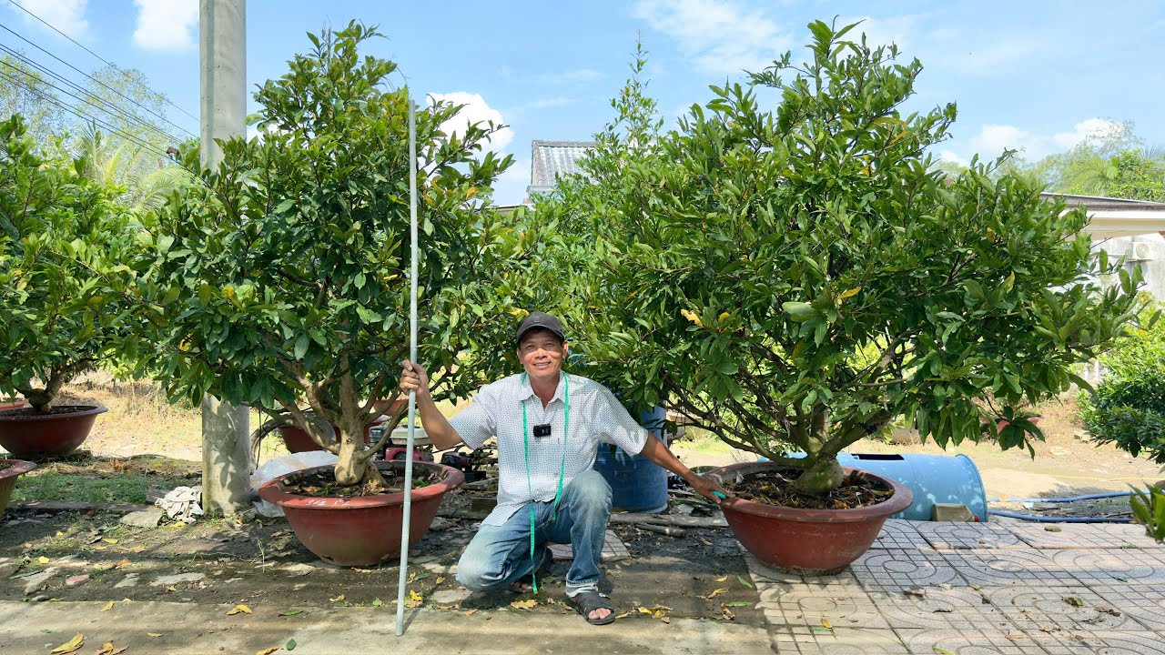 MAI TPHẨM CHOI TẾT 2026 ngày 25/1🌻0917145232 ut em🌺 Bonsai cần thơ-  @bonsai Can Tho