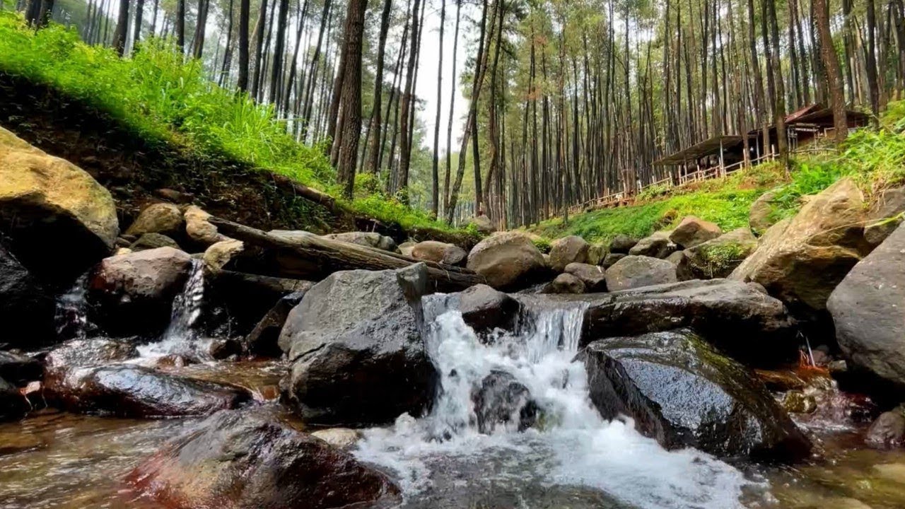 Flowing River in Pine Woods to Ease Insomnia | Soft Water Movement