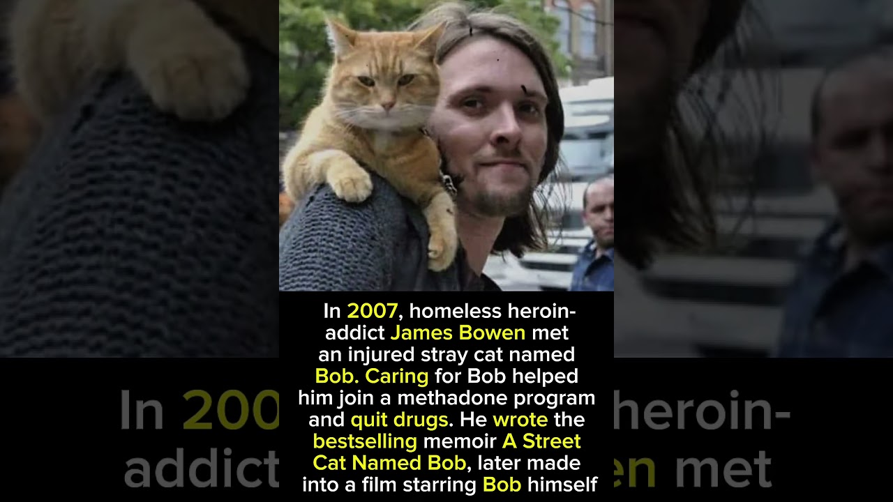 A stray cat helped save his life the story of James Bowen and Bob 