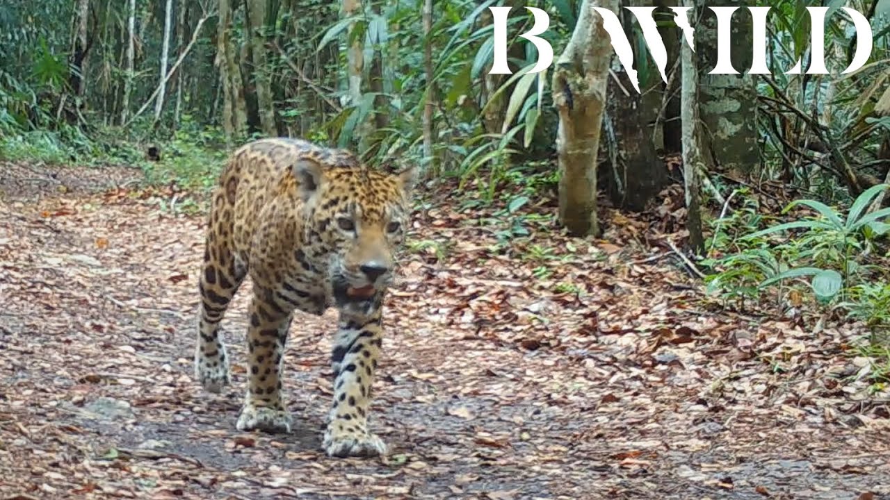 Guatemala Wildlife - Animales Salvajes de Guatemala - Peten