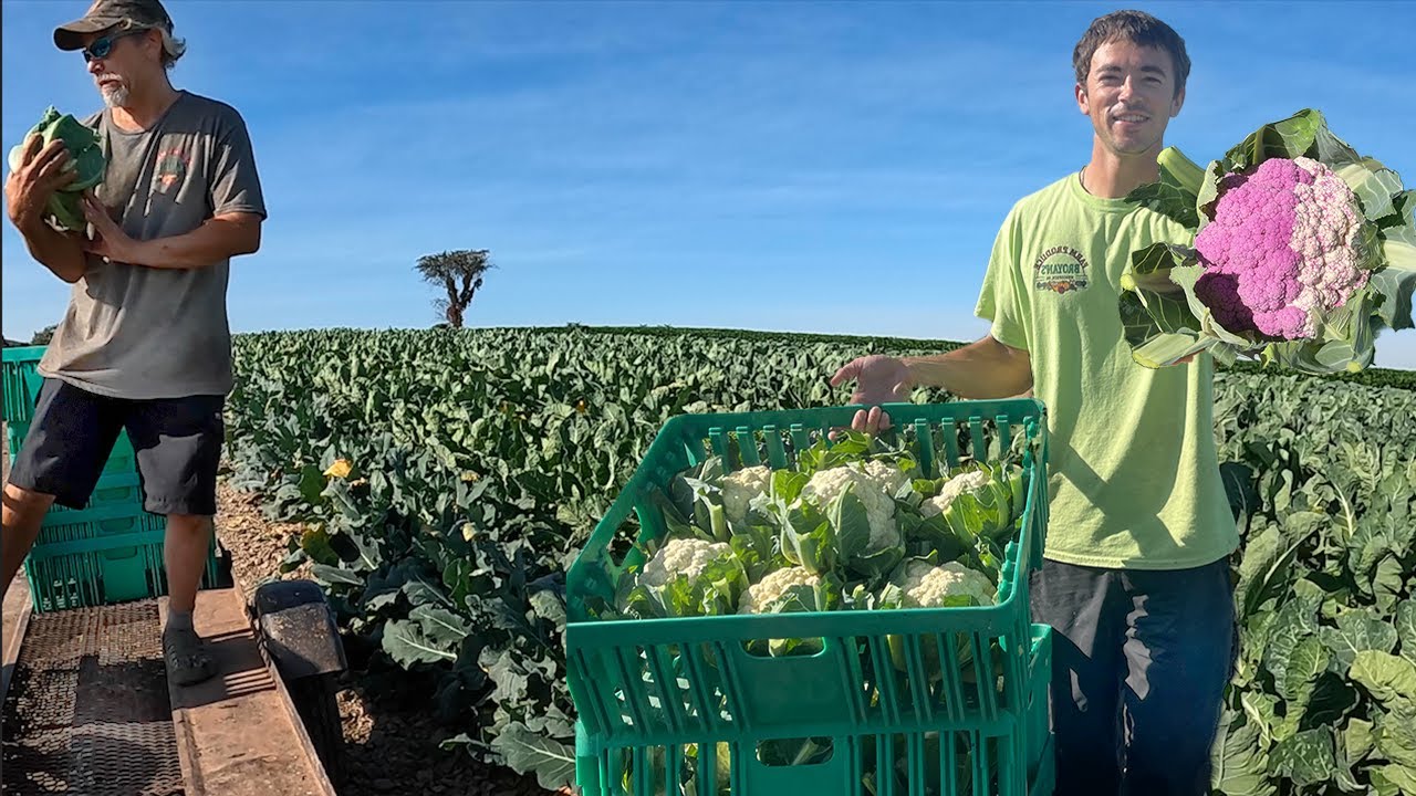 Our Best Cauliflower Harvest