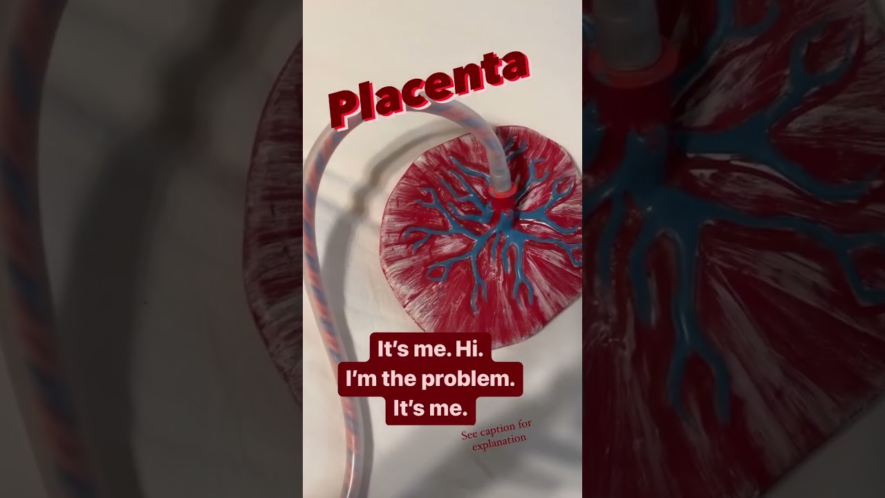 #placenta #preeclampsia #gestationaldiabetes Placentas are amazing & also cause so many problems!